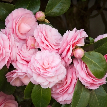 Camellia japonica 'Pearl Maxwell' - Pearl Maxwell Camellia