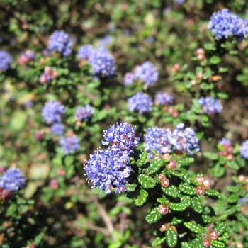 Ceanothus 'Julia Phelps' - California Lilac