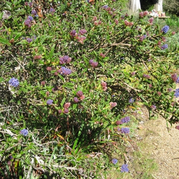Ceanothus 'Concha' - California Lilac