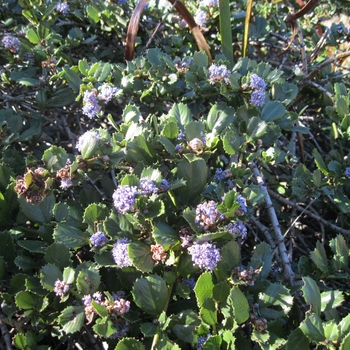 Ceanothus griseus 'Anchor Bay' - California Lilac