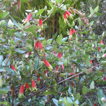 Correa reflexa - Australian Fuchsia