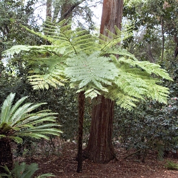 Cyathea cooperi - Australian Tree Fern