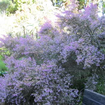 Erica canaliculata - Winter Erica