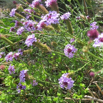 Verbena lilacina - Cedros Island Verbena