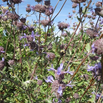 Salvia clevelandii - California Blue Sage