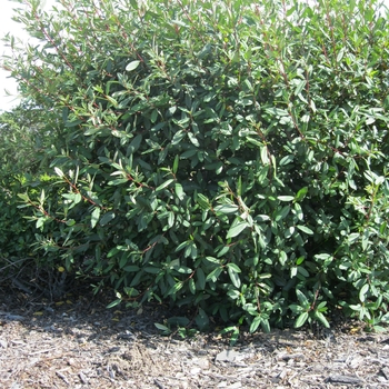 Rhamnus californica 'Eve Case' - Eve Case Buckthorn
