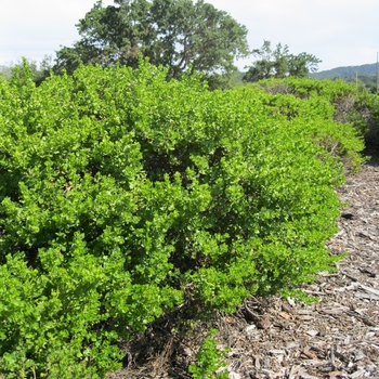 Baccharis pilularis - Coyote Brush