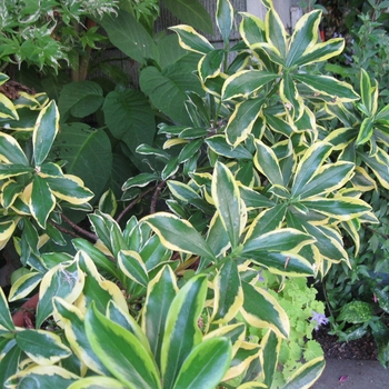 Daphne 'Maejima' - Variegated Daphne