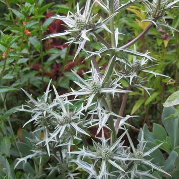 Eryngium variifolium - Variegated Sea Holly