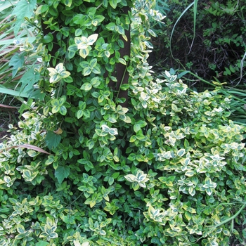 Euonymus fortunei 'Emerald n' Gold' - Wintercreeper Euonymus