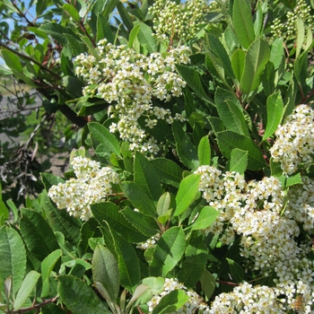 Heteromeles arbutifolia - Toyon