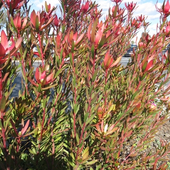 Leucadendron 'Safari Sunset' - Leucodendron