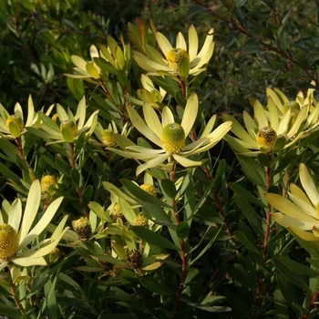 Leucadendron 'Wilson's Wonder' - Leucadendron