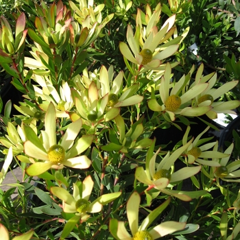 Leucadendron 'Gold Tip' - Leucadendron