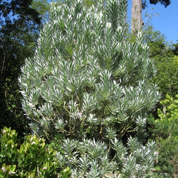 Leucadendron argenteum - Silver Tree