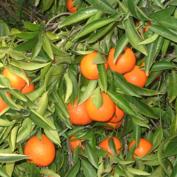 Citrus reticulata 'Clementine' - Clementine Mandarin