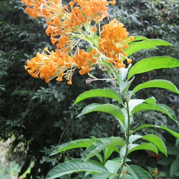Cestrum aurantiacum - Orange Cestrum