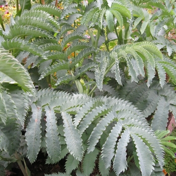 Melianthus major - Honey Bush
