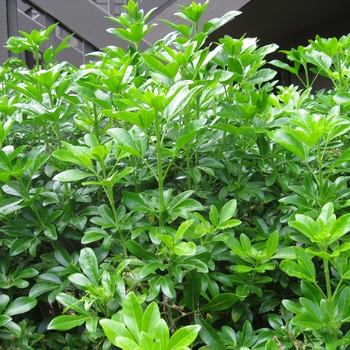 Choisya ternata - Mexican orange