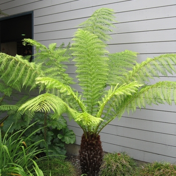 Dicksonia antarctica - New Zealand tree Fern