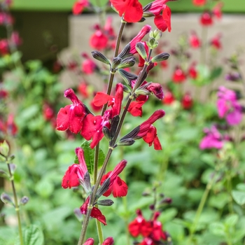 Salvia 'Bright Eyes' - Bright Eyes Salvia