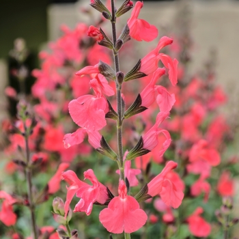 Salvia 'Fire Dancer' - Fire Dancer Salvia