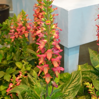 Digiplexus 'Illumination Flame' - Illumination Foxglove