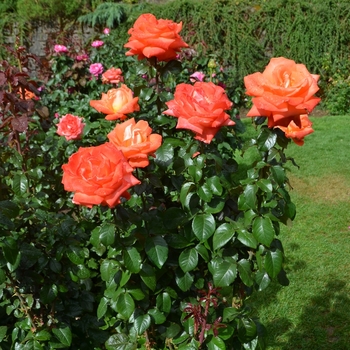 Rosa Grandiflora Octoberfest - Octoberfest Rose