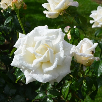 Hybrid Tea Rose - Full Sail Rose