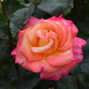 Rosa Grandiflora Dream Come True - Dream Come True Rose