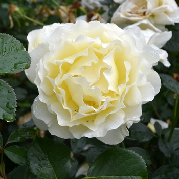 Rosa Floribunda White Licorice - White Licorice Rose