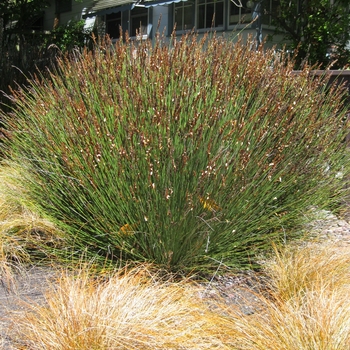 Chondropetalum elephantinum - Cape Rush