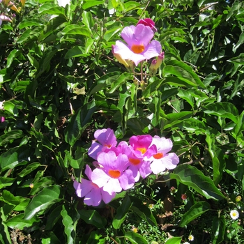 Disticus 'Rivers' - Royal Trumpet Vine