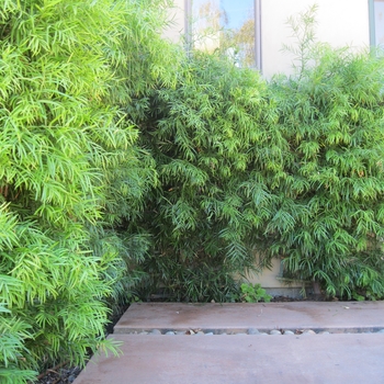 Podocarpus gracillior - Fern Pine