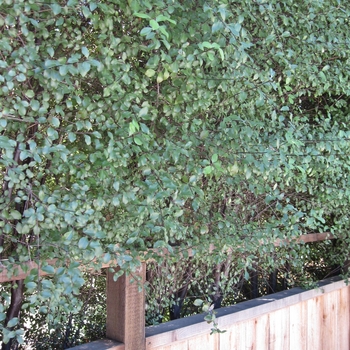 Pittosporum tenuifolium Silver Sheen - Silver Sheen