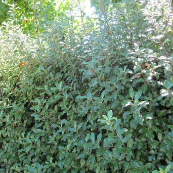 Pittosporum tenuifolium - Black Twig Pittosporum