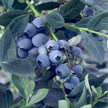 Vaccinum 'Misty' - Southern Highbush Blueberry Misty