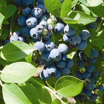 Vaccinum 'Sharpblue' - Southern Highbush Blueberry Sharpblue