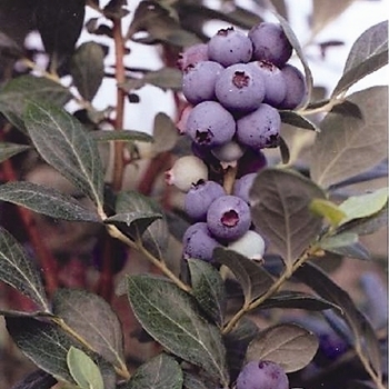 Vaccinum 'Southmoon' - Southern Highbush Blueberry Southmoon