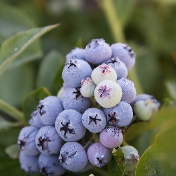 Vaccinum 'Jubilee' - Southern Highbush Blueberry Jubilee