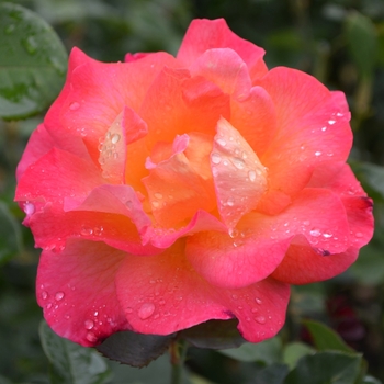 Rosa Floribunda 'Mardi Gras' - Mardi Gras Rose