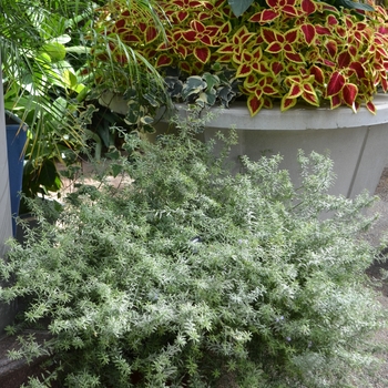 Westringia 'Wynyabbie Highlight' - Australian Rosemary