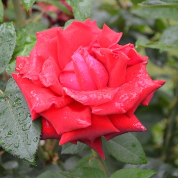 Rosa hybrid tea 'Ingrid Bergman' - Ingrid Bergman™ Rose