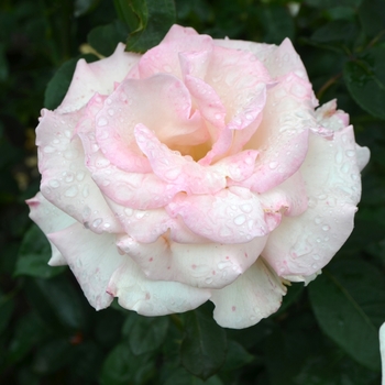 Hybrid Tea Rose - Pink Promise Rose