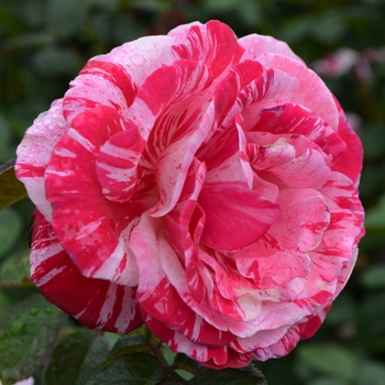 Rosa floribunda 'Scentimental' - Scentimental™ Rose