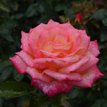 Rosa Floribunda Sheila's Perfume - Sheila's Perfume Rose