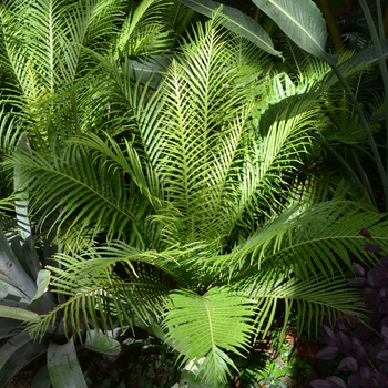 Blechnum gibbum 'Silver Lady' - Dwarf Tree Fern