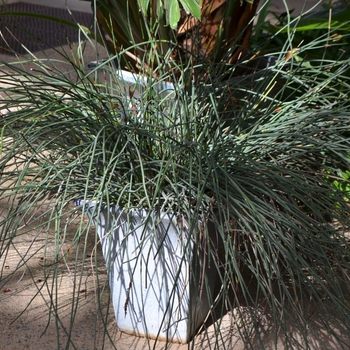 Chondropetalum tectorum - Thatching Reed