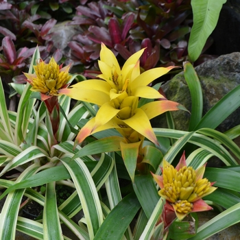 Guzmania - Bromeliad