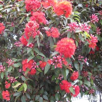 Eucalyptus ficifolia - Red Flowering Gum